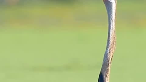 Unbelievable Catch #shorts #shortvideo #video #virals #videoviral