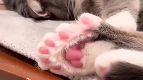 Polydactyl cats are born with extra toes. Most