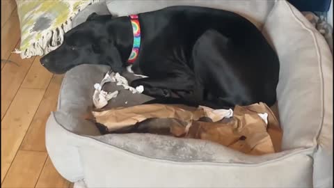 Dog Sleeping in Garbage