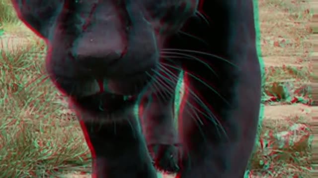 panther