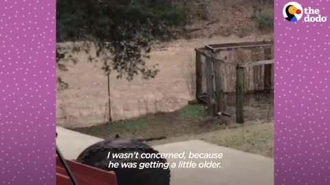 Fawn Comes To Lady's Door Every Morning | The Dodo Little But Fierce