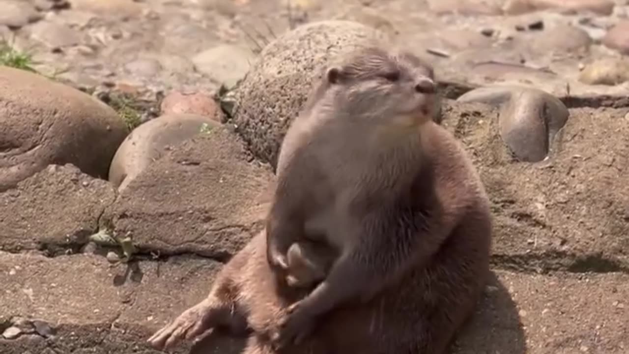 Playful Seal Fish Playing With Stone #shorts #shortvideo #video #virals #videoviral