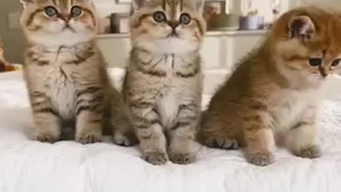 3 scary cats