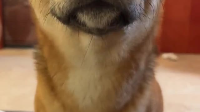 My baby 🐕 helping me for this trend
