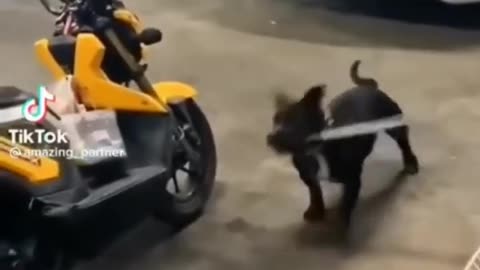 Funny video