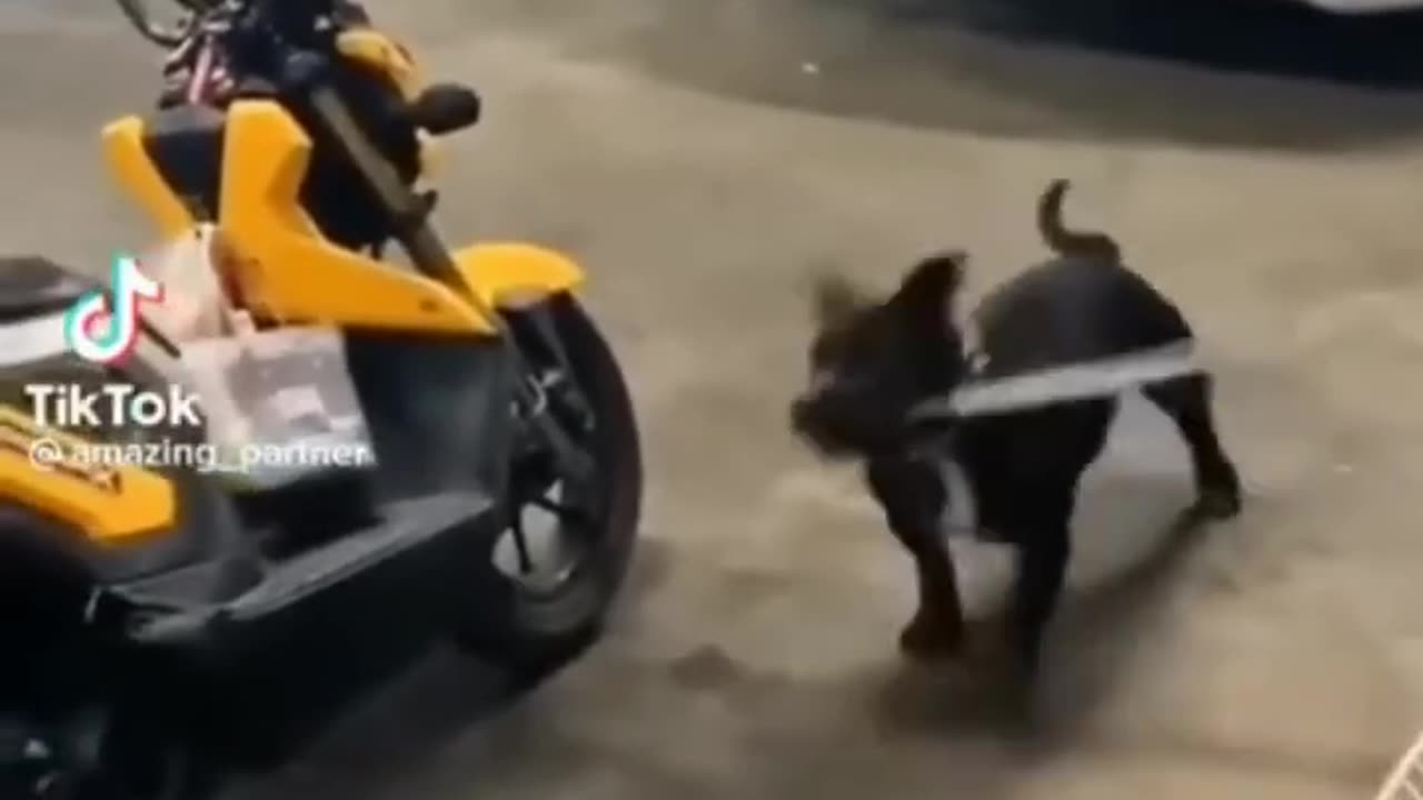 Funny video