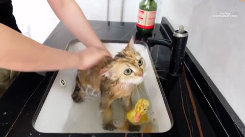 Animal Cat Bath shower 🚿