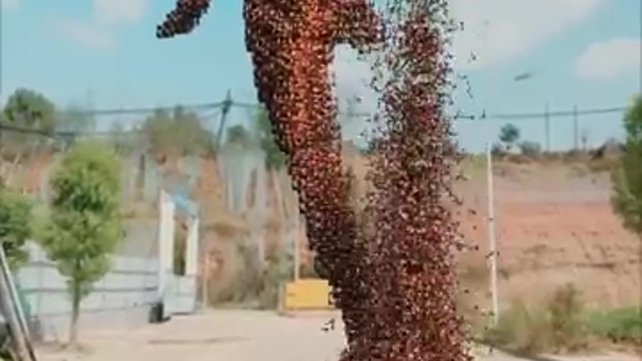 Viral Trending 2024 Massive Lady Domino | Million Views on China Tiktok #domino #oddlysatisfying