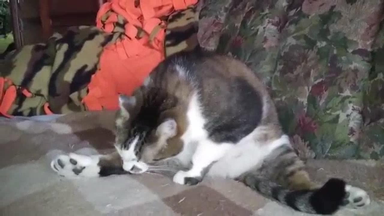 Funniest Cats Videos That Will Make You Laugh Funny Animal Videos 2023 Part 26πΌπΉπ