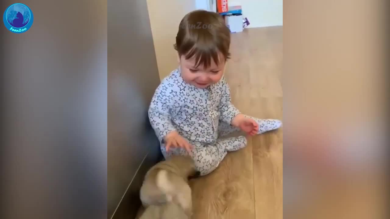 ডগ ট্রেনিং ভিডিও