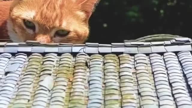 Attack on Titan 🐈 🐈