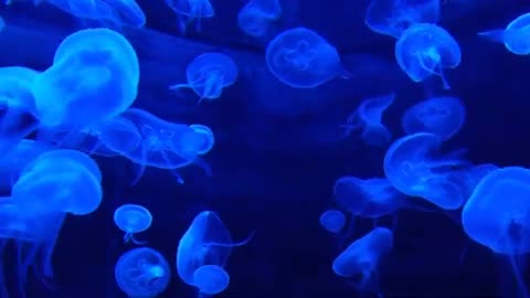 Cute jellyfish behavior - animal universe