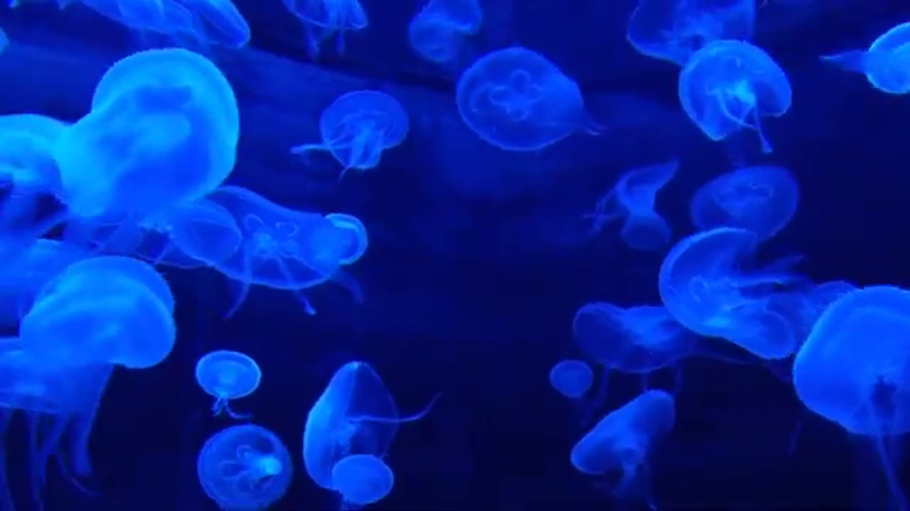 Cute jellyfish behavior - animal universe