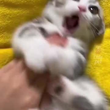 Funniest_Animals_cat & DOGS &, more_Videos_Will_Make_You_Laugh_#21_-_Funny_Animal_Videos2023