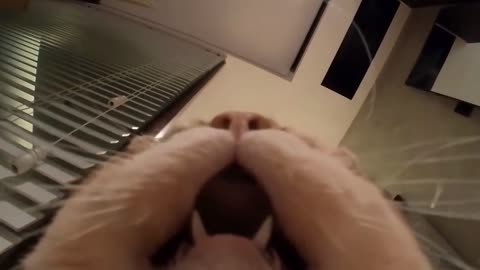 Turn up the volume and play it to your cat, there's a surprise