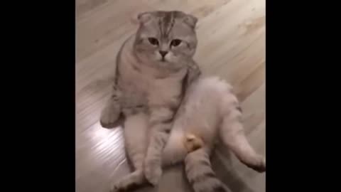 Awesome SO Cute Cat ! Cute and Funny Cat Videos to Keep You Smiling! 🐱-12