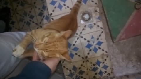 Cute cat minocha