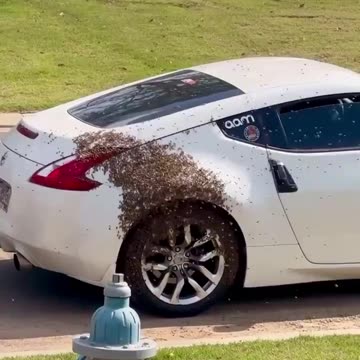 A queen gets inside a vehicle