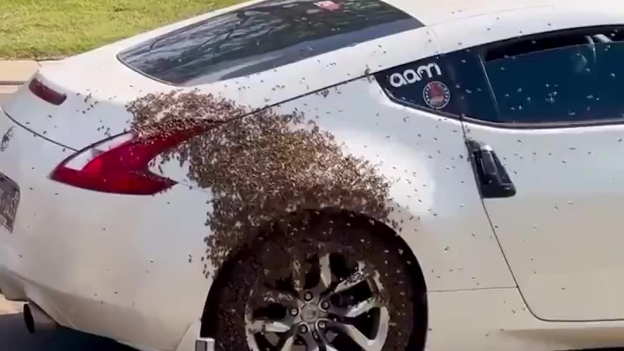 A queen gets inside a vehicle