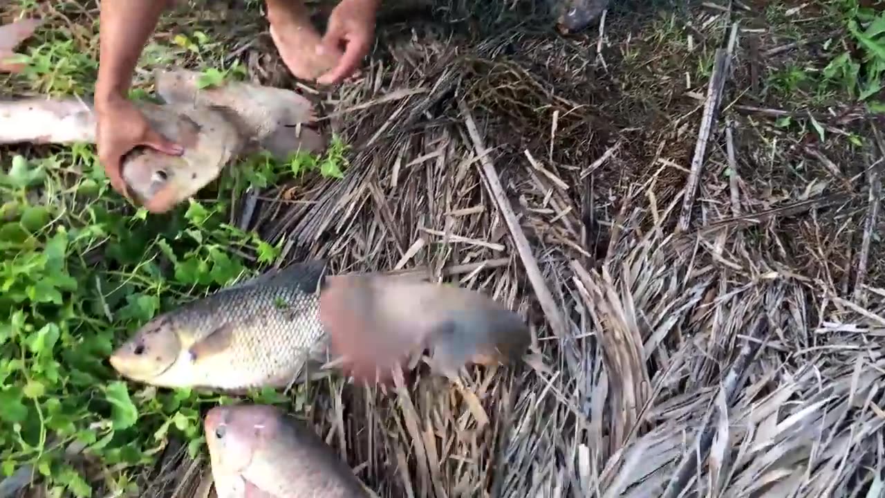 Hunting BIGGEST Dragon Fish from AMAZON River Monsters