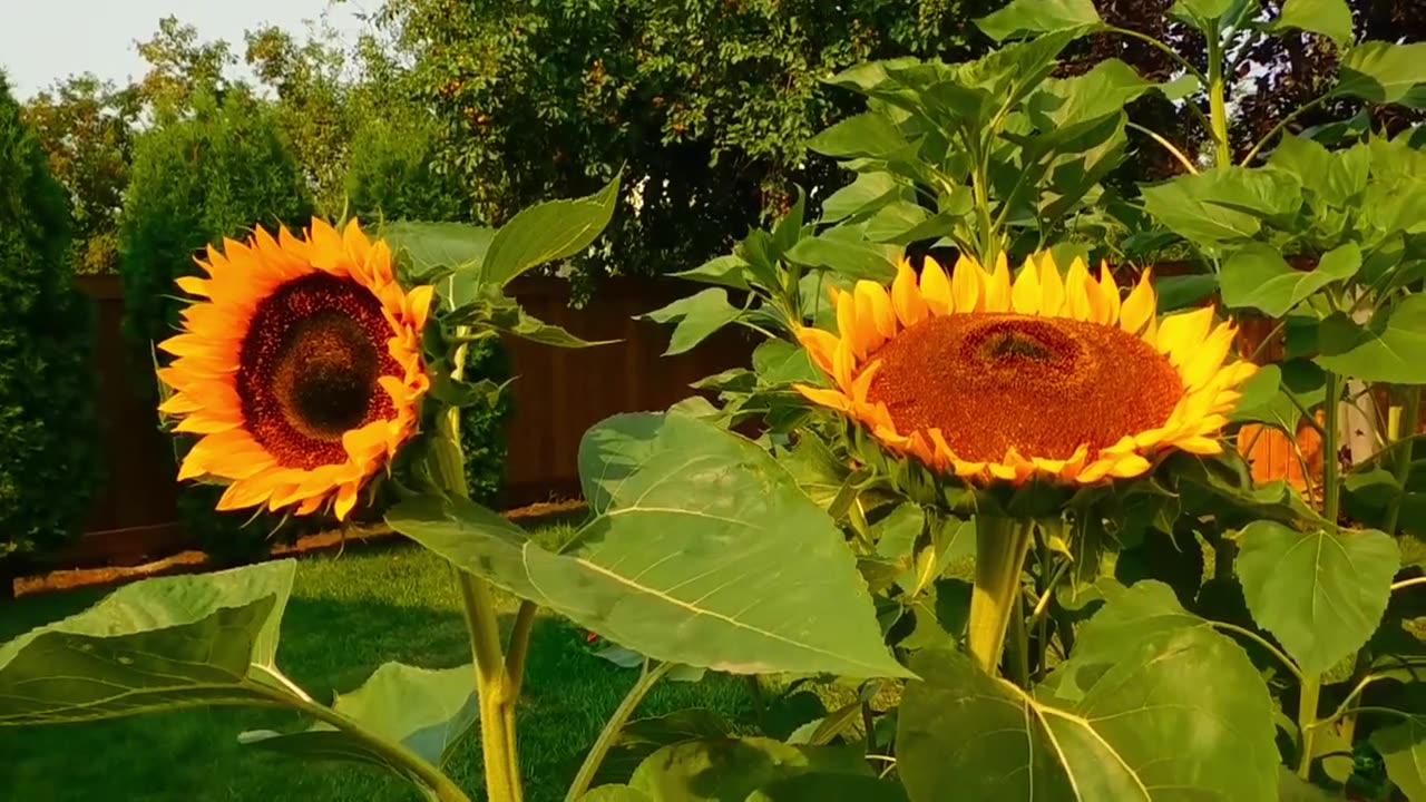 Relaxing Music | Sleeping, Meditation, Stress Relief | [7378] ⭐️