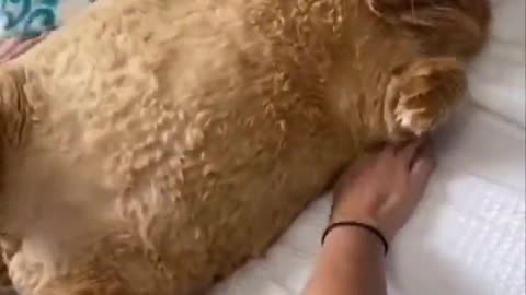 Funny dog and cat