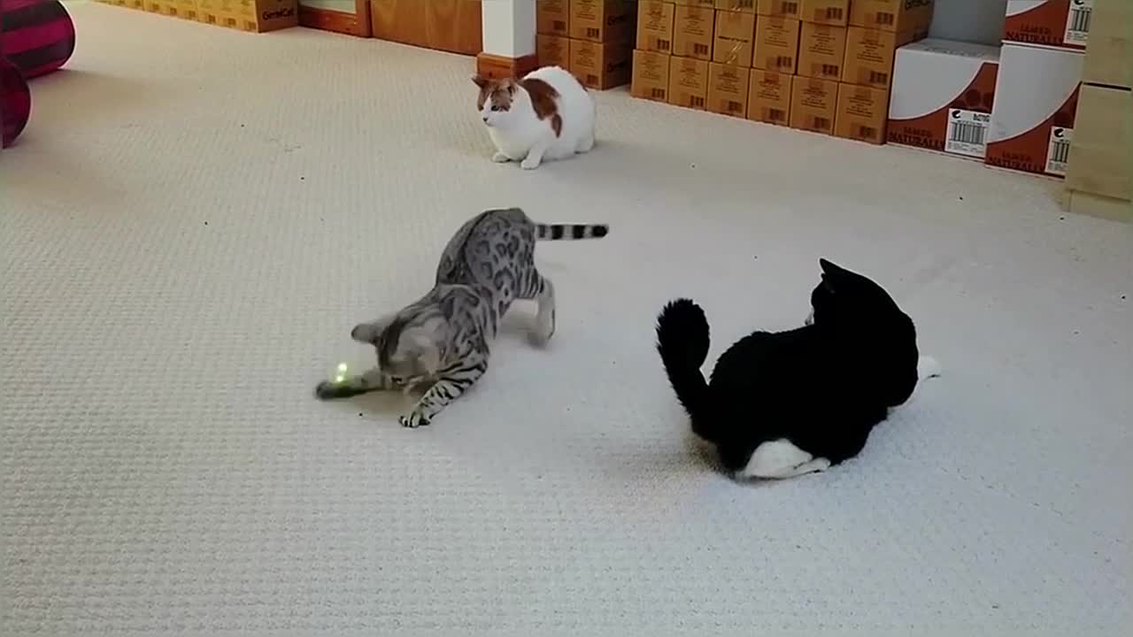 Bengal Kittens Vs Older Cats