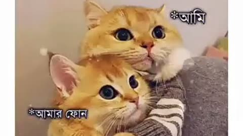 Cute cat romantic video 😸