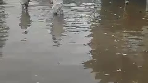 After rain in Pakistan