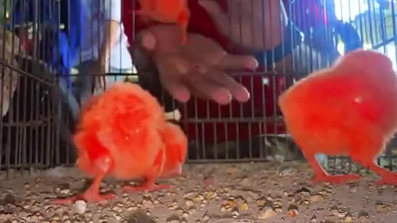 # nature # chicks