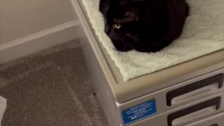 Adopting a Cat from a Shelter Vlog - Precious Piper Practices Her Loafing Skills #shorts