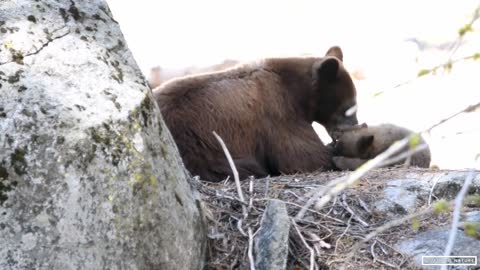 Mother Black Bear & Her Adorable Bear Cub in Sequoia National Park - California