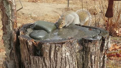 Winter Watering Hole