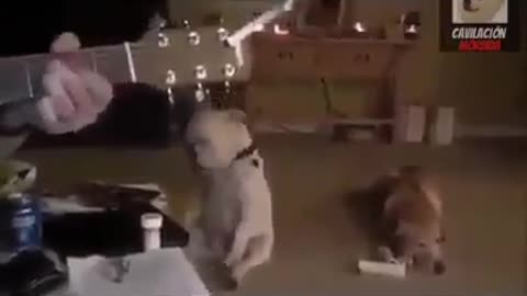 dancing dog