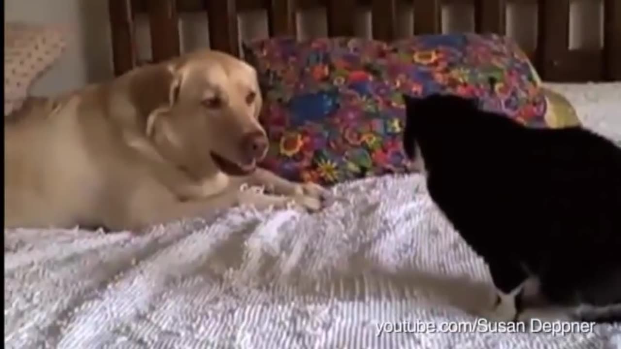 Dogs annoying cats with their friendship