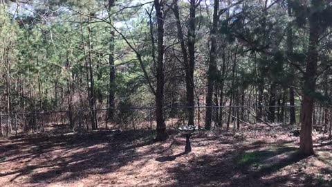 Squirrel Grabs Apple Core