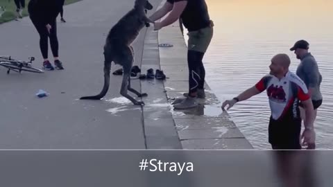 Kangaroo Shake Hands with Humans after being Saved (Australia)