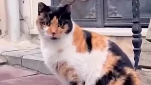 A typical day in Istanbul 🙀