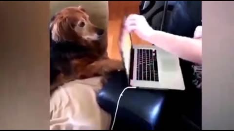 Animal Funny Video with dog