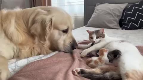 Golden Retriever Meets Mom Cat with Newborn Kittens for the First Time