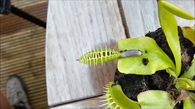 worm trapped by venus flytrap 🌵