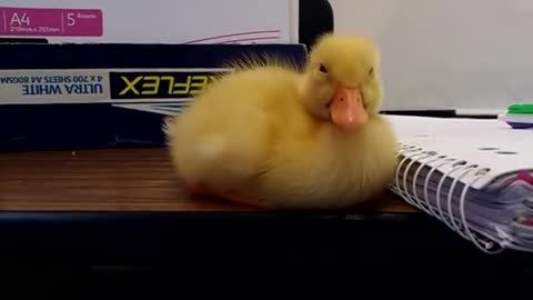 Baby Duck Can't Stay Awake