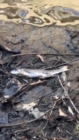 #Ohio La Chernobyl USA della quale i media non parlano.