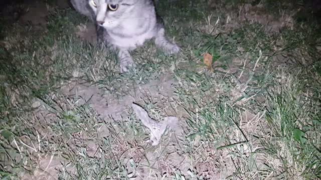 Privet Hawk Moth catching