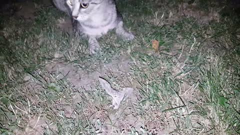 Privet Hawk Moth catching