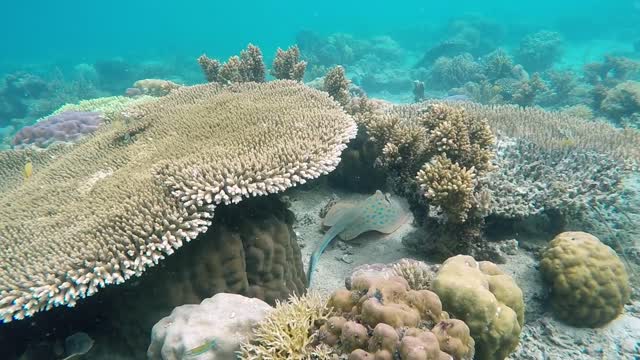 Creatures Underwater