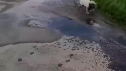 AWW Top Funny Cats And Dogs Videos