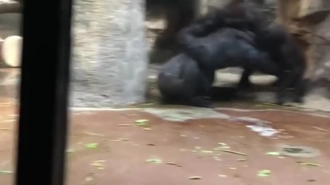 Fighting Orangutans