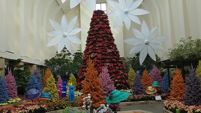 Poinsettia Tree At Lauritzen Gardens