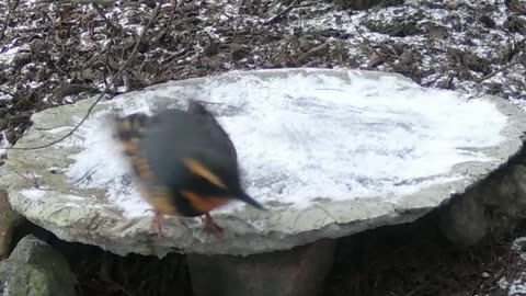 Slip Sliding on the Birdbath featuring 'Tidy Up' by Paul Clifford